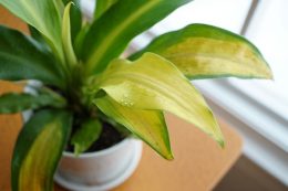 Pourquoi les feuilles de votre plante d'intérieur jaunissent