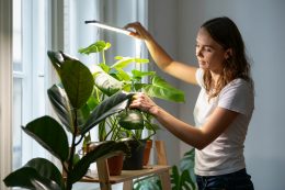 Comment éclairer vos plantes d'intérieur : guide pour choisir