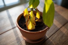 Pourquoi les feuilles de mes plantes d'intérieur jaunissent