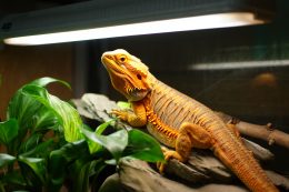 Lampes UVA-UVB pour reptiles : éclairage terrarium tortue