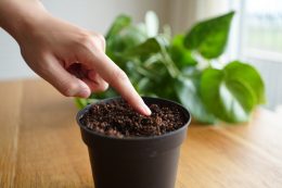 Comment entretenir une plante tropicale en intérieur : conseils