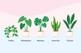 Plantes tropicales faciles pour débutant en intérieur