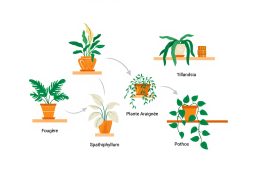 Top 10 plantes qui absorbent l'humidité dans votre maison