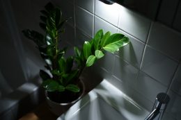Plante wc sans lumière : les meilleures pour vos toilettes