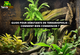 Gids voor beginners in terrariofilie: hoe begin je?