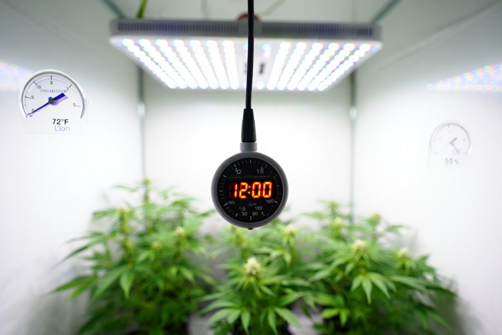 Heure floraison cannabis : guide du cycle lumière et phase