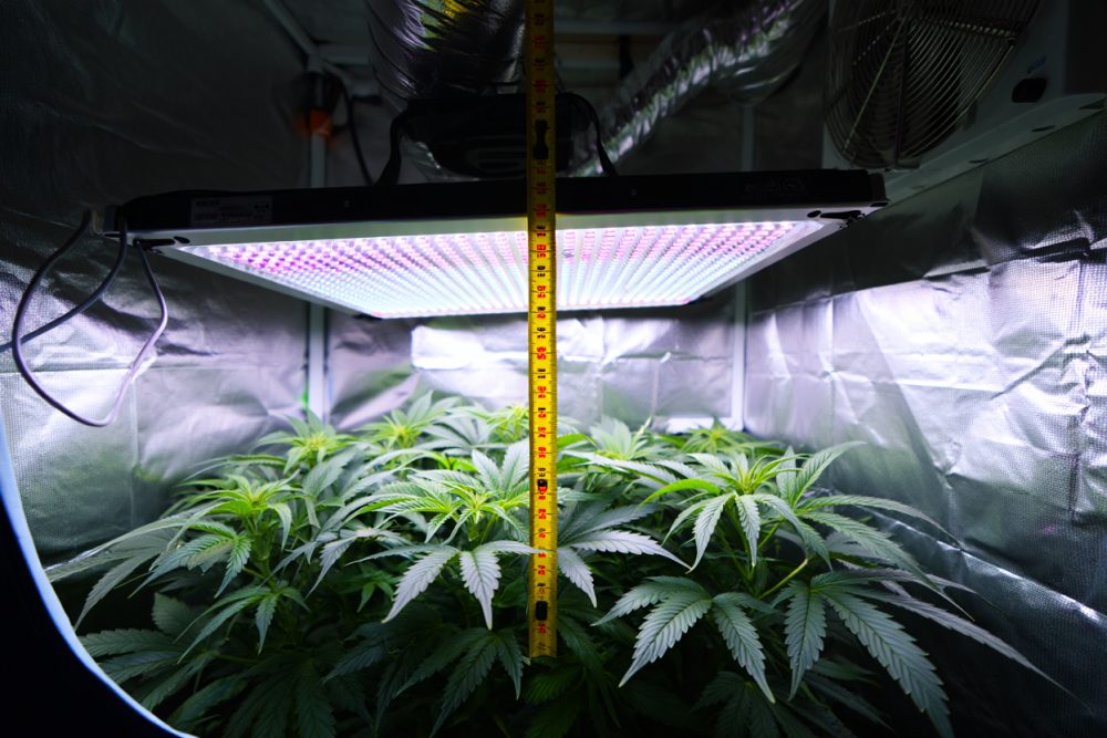 Distance lampe 600w croissance : guide HPS, MH et LED culture