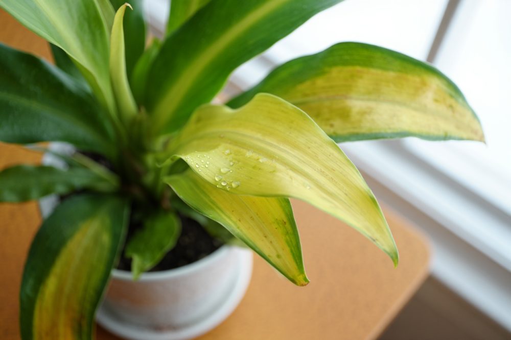 Pourquoi les feuilles de votre plante d'intérieur jaunissent