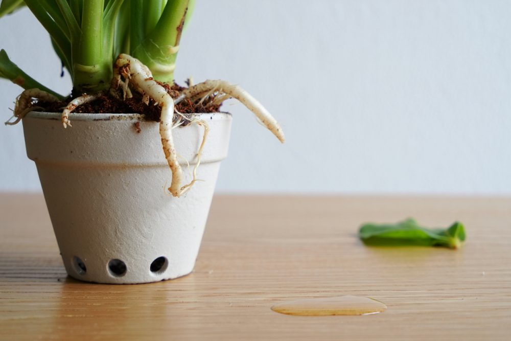 Comment savoir si une plante d'intérieur a besoin d'être rempoter