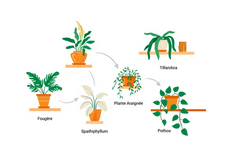 Top 10 plantes qui absorbent l'humidité dans votre maison